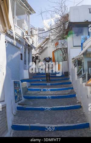 Il bagaglio con l'asino sale per una ripida scala in pietra con risaie blu a Fira, Santorini, Grecia. Metodo di trasporto tradizionale sull'isola greca Foto Stock