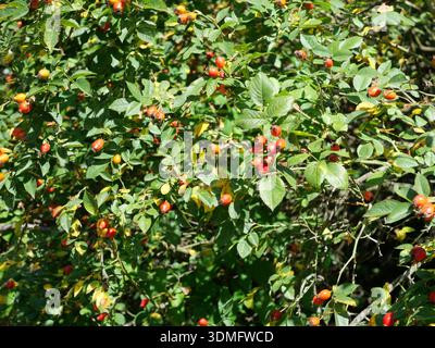 Vista dei fianchi di rosa matura e rossa che si stendevano selvaggiamente sul bordo di una foresta. Questi frutti sono sani e possono essere utilizzati come tè, per esempio Foto Stock