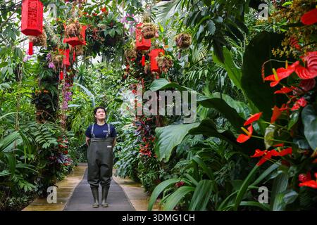 Londra, Regno Unito. 5 febbraio 2026. Un membro del personale posa con una mostra di orchidee in vista del Festival delle Orchidee ai Kew Gardens di Londra, in Gran Bretagna, 5 febbraio 2026. Il festival sarà aperto al pubblico dal 7 febbraio all'8 marzo. Crediti: Xinhua/Alamy Live News Foto Stock