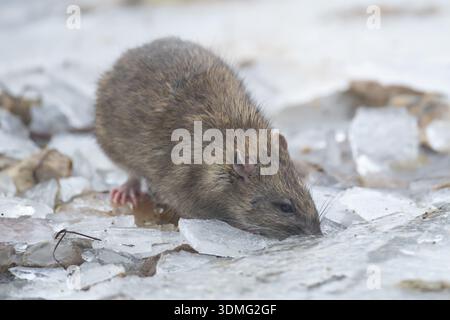 Ratto bruno (Rattus norvegicus) mammifero adulto in cerca di cibo su terreno ghiacciato in inverno, Inghilterra, Regno Unito Foto Stock