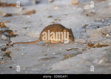Ratto bruno (Rattus norvegicus) mammiferi adulti che mangiano semi su terreno congelato in inverno, Inghilterra, Regno Unito Foto Stock