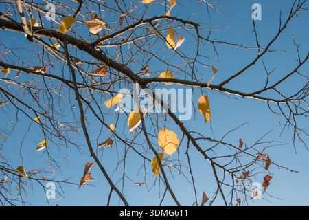 Ramo di un albero con alcune foglie gialle in autunno con cielo azzurro. Giornata di sole, all'aperto Foto Stock