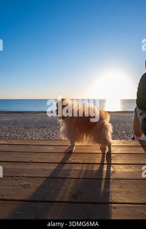 Un piccolo cane soffice si erge su una passerella di legno vicino a un mare calmo al tramonto. Lunghe ombre si estendono su tavole, una persona siede a destra, cielo limpido e. Foto Stock