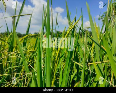 L'immagine mostra una vista ravvicinata delle orecchie di riso verde che crescono in una risaia. Foto Stock