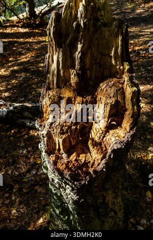Primo piano di un ceppo d'albero marcio e in decomposizione in una foresta con texture illuminate dal sole sul legno frantumato e sullo sfondo di foglie cadute Foto Stock