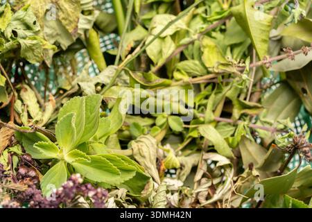 Erbe medicinali utilizzate nel tè di Okinawa per il rilassataion, la salute, la longevità Foto Stock