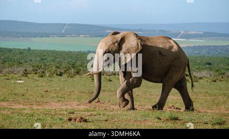 Un magnifico elefante attraversa con grazia l'ampio paesaggio del Parco degli Elefanti di Addo in Sud Africa. Foto Stock
