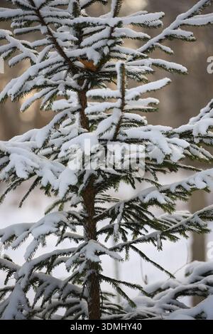 Primo piano di rami di abeti rossi ricoperti di neve fresca in una foresta invernale. Vista dettagliata degli aghi sempreverdi con gelo soffice, sfondo invernale naturale Foto Stock