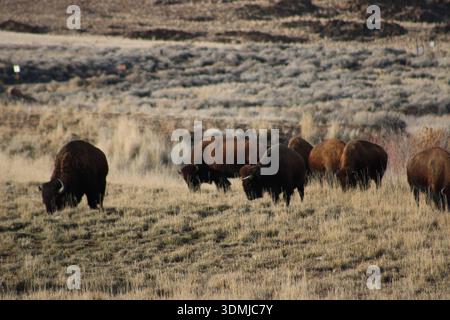 Bisonte che pascolano tranquillamente a Open Prairie Foto Stock