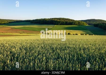 Campo cerealicolo nel paesaggio agricolo ondulato al tramonto Foto Stock