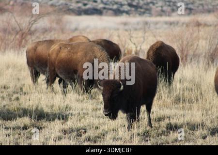 Mandria di bisonti americani a Prairie Grass Foto Stock