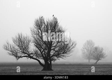 Due uccelli sulla cima dell'albero, giornata nebbiosa in natura Foto Stock