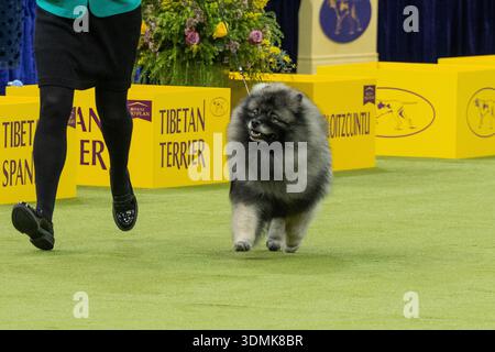 Keeshond chiamato carbone compete nel gruppo non sportivo durante il 150th Annual Westminster Kennel Club Dog Show al Madison Square Garden, New York, NY, 2 febbraio 2026. (Foto di Lev Radin/Pacific Press) Foto Stock