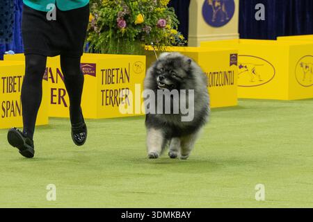 2 febbraio 2026, New York, New York, Stati Uniti: Keeshond chiamato carbone compete nel gruppo non sportivo durante il 150 ° Annual Westminster Kennel Club Dog Show al Madison Square Garden, New York, NY, 2 febbraio 2026. (Credit Image: © Lev Radin/Pacific Press via ZUMA Press Wire) SOLO PER USO EDITORIALE! Non per USO commerciale! Foto Stock