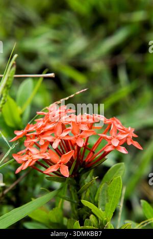 Una foto ravvicinata di un gruppo di piccoli fiori Ixora di colore rosso brillante (Jungle Flame) che mostrano la loro struttura a quattro petali contro un'avidità naturale dalla messa a fuoco morbida Foto Stock