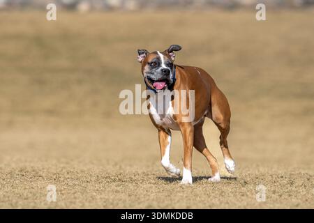 Cane pugile marrone al parco che corre e gioca nell'erba Foto Stock