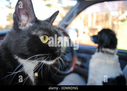 Un affascinante gatto bianco e nero siede accanto a un cane sul sedile anteriore di un'auto. Foto Stock