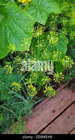 La fotografia cattura un incredibile primo piano di un ombrello di aneto fiorito in una serra domestica. Foto Stock