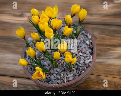 CROCUS korolkowii Kiss of Spring in vaso da esposizione, su una piattaforma rustica in legno, picco di fioritura, tipicamente da gennaio a marzo. Surrey Regno Unito Foto Stock