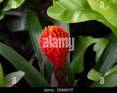 Guzmania conifera, comunemente nota come guzmania a testa conica, un tipo di pianta di bromeliade, in una situazione esotica tropicale. Foto Stock