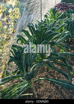 Kale «Nero di Toscana» (Brassica oleracea) – vegetale invernale biologica in regime di rete protettiva in un ambiente autosufficiente, Regno Unito Foto Stock