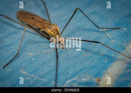 Primo piano di una gru che poggia su una superficie blu, mostrando le sue delicate ali, le gambe lunghe e i dettagli del corpo in una macro prospettiva. Foto Stock