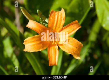 Isole Hawaii Orange Daylily Hemerocallis fulva Kauai Foto Stock