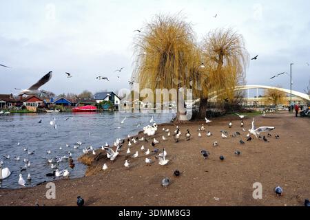 Il lungofiume di Walton sul Tamigi con un gregge di gabbiani e uccelli in attesa di cibo sul lungofiume con il ponte sullo sfondo nel Surrey UK Foto Stock