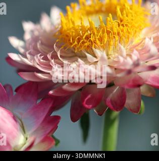 Immagine macro dei bratti di rosa cartaceo rigidi in anelli concentrici sulla testa di fiori asciutti e ruvidi di Strawflower Xerochrysum (Helichrysum) Foto Stock
