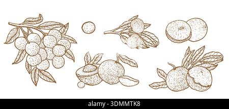 Disegna insieme di frutti tropicali con rami e composizioni. Raccolta di frutta longan isolata su sfondo bianco. Illustrazione vettoriale in stile lineare vintage. Illustrazione Vettoriale