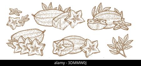 Carambola stella di frutta vettoriale su sfondo bianco. Composizioni di stelle marine trafilate a mano, intere, metà e fette di frutta. Schizzo lineare di frutta esotica in stile vintage. Illustrazione Vettoriale