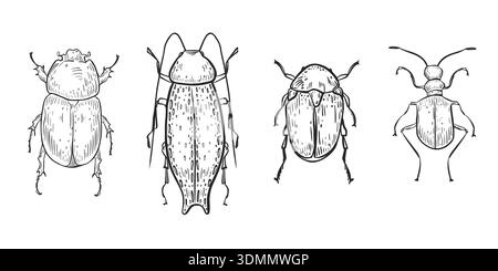 Set di vari coleotteri vettoriali con diverse forme disegnate a mano in stile incisione. Scarabeo scarabeo, illustrazione lineare in bianco e nero. Insetti insetti per Illustrazione Vettoriale