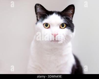 Un bianco e nero shorthair domestico gatto con gli occhi gialli Foto Stock