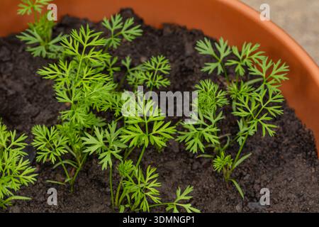 Piantine di carote che crescono in vaso. Container Garden, giardinaggio e cibo biologico. Foto Stock