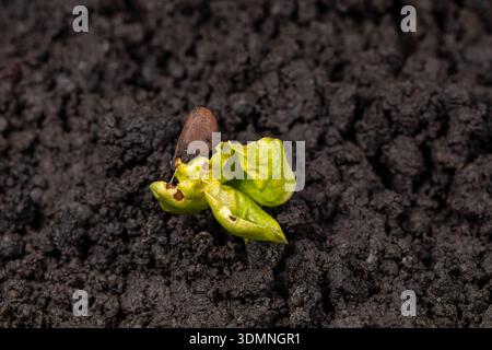 Piantine di cotone che emergono nel suolo. Concetto di coltivazione del cotone, agricoltura e crescita. Foto Stock