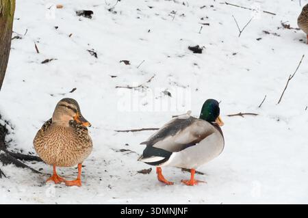 Anatre Mallard (Anas platyrhynchos) sulla neve Foto Stock