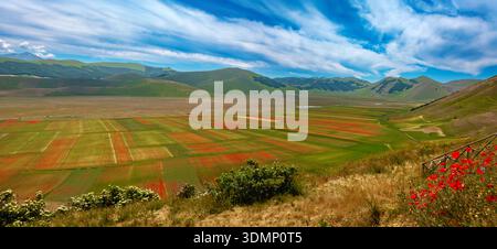 Spettacolo naturale della fioritura nella pianura di Castelluccio di Norcia, i campi si trasformano in un mosaico di papaveri rossi, fiori di corno blu, daisi Foto Stock