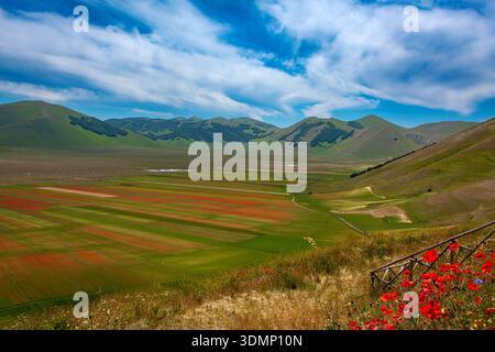 Spettacolo naturale della fioritura nella pianura di Castelluccio di Norcia, i campi si trasformano in un mosaico di papaveri rossi, fiori di corno blu, daisi Foto Stock