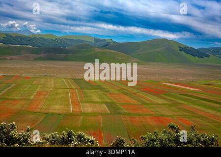Spettacolo naturale della fioritura nella pianura di Castelluccio di Norcia, i campi si trasformano in un mosaico di papaveri rossi, fiori di corno blu, daisi Foto Stock