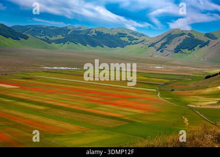 Spettacolo naturale della fioritura nella pianura di Castelluccio di Norcia, i campi si trasformano in un mosaico di papaveri rossi, fiori di corno blu, daisi Foto Stock