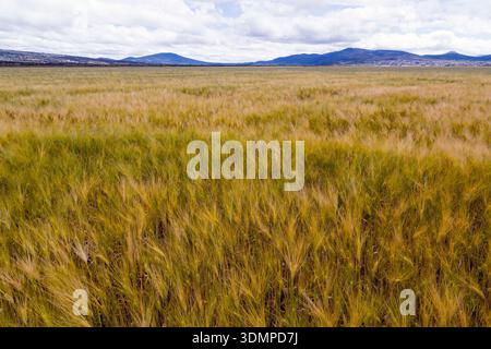 Diversi aspetti delle colture di orzo. Apan, Hidalgo, Messico Foto Stock