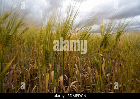 Diversi aspetti delle colture di orzo. Apan, Hidalgo, Messico Foto Stock