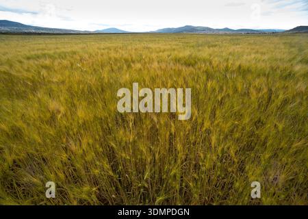 Diversi aspetti delle colture di orzo. Apan, Hidalgo, Messico Foto Stock
