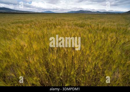 Diversi aspetti delle colture di orzo. Apan, Hidalgo, Messico Foto Stock