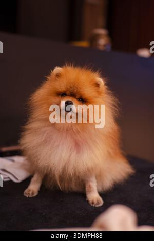 Una soffice Pomerania si trova su una superficie scura all'interno della Lituania. Luce calda e soffusa e poco profonda messa a fuoco su criniera arrotondata, orecchie piccole e piccole Foto Stock