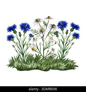 Fiori di mais e margherite su un prato. Illustrazione ad acquerello disegnata a mano. Immagine colorata di fiori selvatici. Perfetto per imballaggi, etichette e cartoline, come Foto Stock