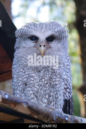 Un gufo d'aquila (bubo sumatranus) giovanile arroccato su un ramo. Mostra morbide piume bianche e soffici e grandi occhi scuri. Foto Stock