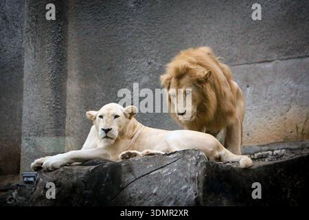 Una rara leonessa bianca che riposa con un leone maschio al Bukit Gambang Safari Park a Kuantan, Pahang, Malesia. Fotografia di fauna selvatica in un centro di villeggiatura safari. Foto Stock