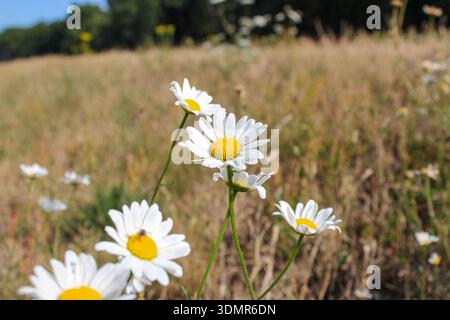Campo di fiori di camomilla. Campo di camomille in una giornata di sole. Fiori di prato. Pianta medicinale. Foto Stock