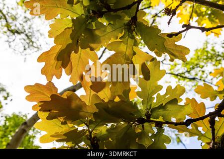 Vista ad angolo basso delle foglie di quercia verde e dorata retroilluminate dal sole Foto Stock